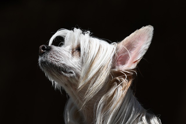 防关联浏览器和VPS哪个好用？不了解的一定要看看！