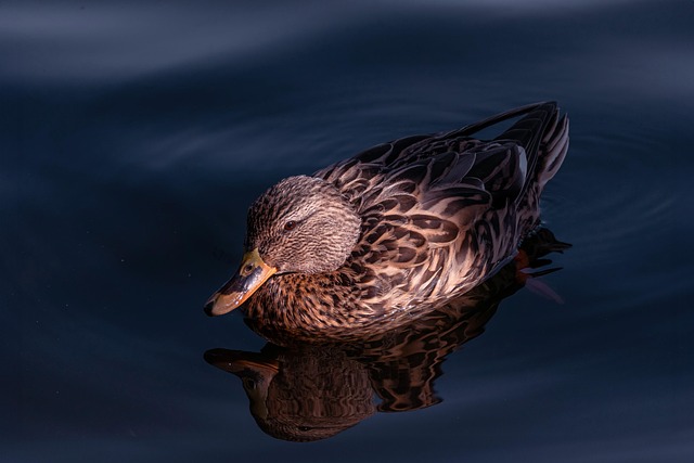 防关联浏览器有永久免费版吗？哪个免费防关联浏览器好用？