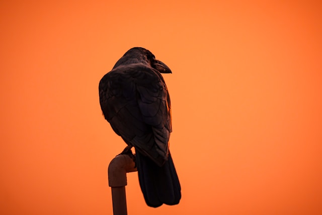 反检测浏览器是什么意思？有什么用？哪家反检测浏览器好用？